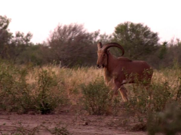 Americana Outdoors - Air Bows and Air Guns For Hunting