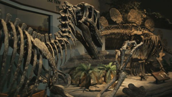 El Que Sabe, Sabe - ¡Café, sueños, dinosaurios!