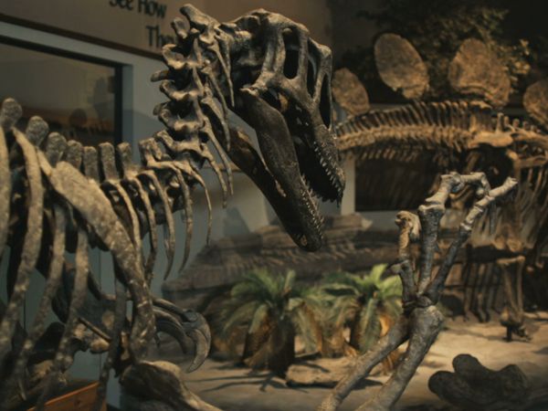 El Que Sabe, Sabe - ¡Café, sueños, dinosaurios!