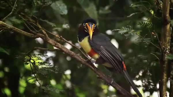 DESTINATION WILD: WILD COLOMBIA - The Choc: Colombia's Wild Forest