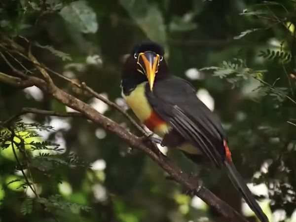 DESTINATION WILD: WILD COLOMBIA - The Choc: Colombia's Wild Forest