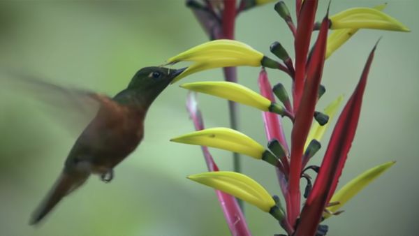 DESTINATION WILD: WILD COLOMBIA - Chiriquete