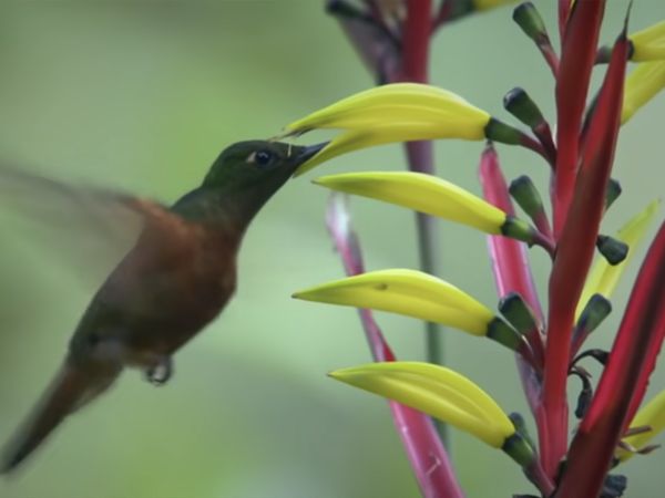 DESTINATION WILD: WILD COLOMBIA - Chiriquete