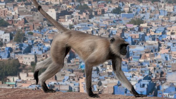 Destination Wild: India's Lost Worlds - Episode 3: Great Indian Plains