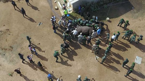 Wild And Alive - Rhino Rescue Cote d'Ivoire