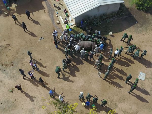 Wild And Alive - Rhino Rescue Cote d'Ivoire