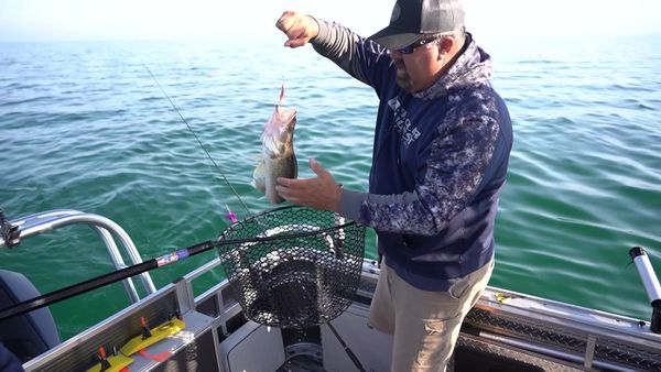 Fisherman's Digest - Saginaw Bay Walleye