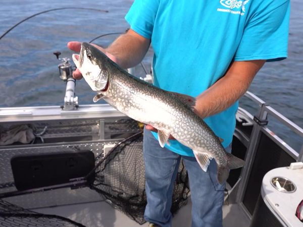 Fisherman's Digest - Alpena Fishing