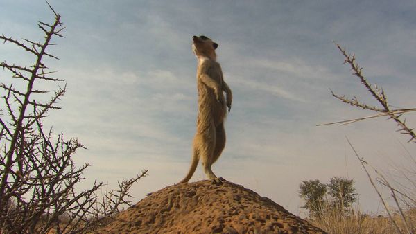 Animal Special Forces - The Specialists