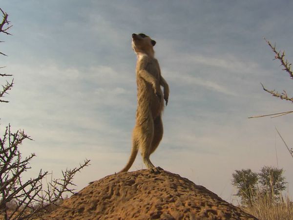 Animal Special Forces - The Specialists