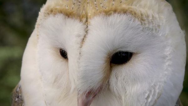 Animal Special Forces - Elite Senses