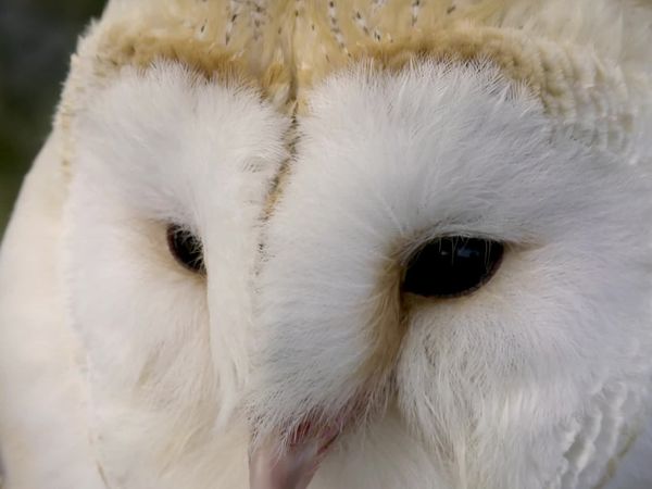 Animal Special Forces - Elite Senses