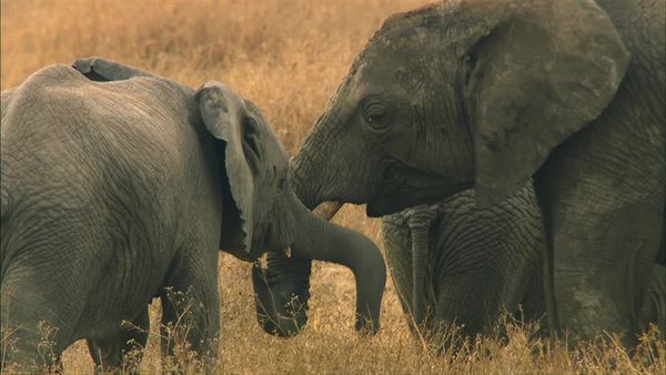 Africa, la más salvaje. - Okavango: Agua en el desierto