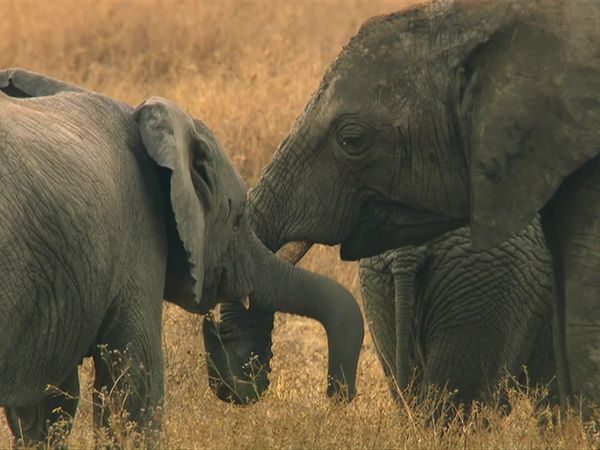 Africa, la más salvaje. - Okavango: Agua en el desierto