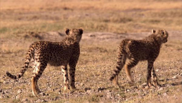 Africa, la más salvaje. - Namibia: Arenas del tiempo