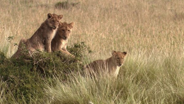 Africa, la más salvaje. - Ngorongoro: Nacido del fuego