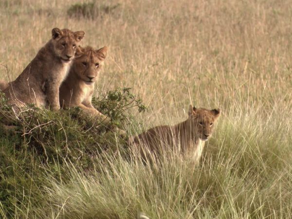 Africa, la más salvaje. - Ngorongoro: Nacido del fuego