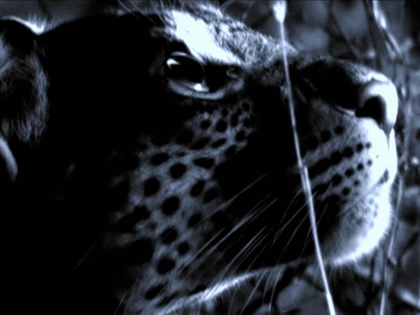 Africa, la más salvaje. - Las montañas Varungas: Tierra de hielo y fuego