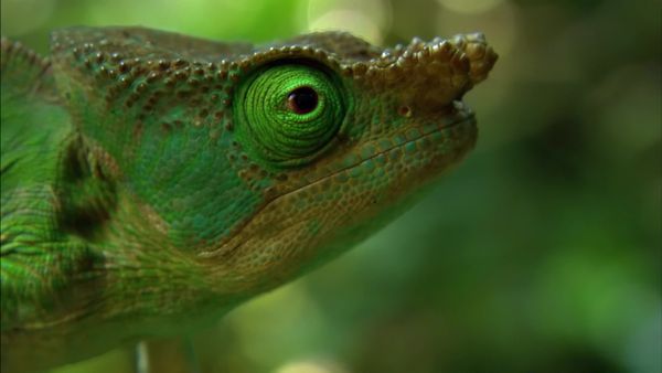 Africa, la más salvaje. - Madagascar: Isla de los monstruos