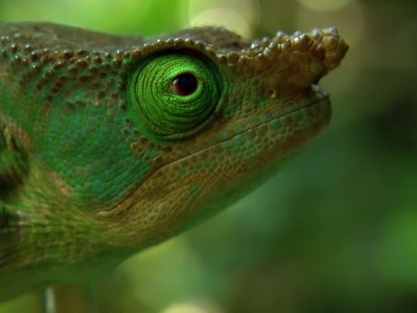 Africa, la más salvaje. - Madagascar: Isla de los monstruos