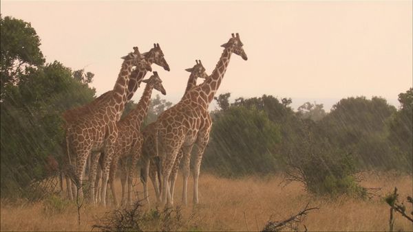 Africa, la más salvaje. - Monte Kenia: El corazón africano de hielo