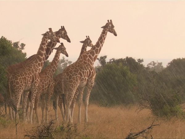 Africa, la más salvaje. - Monte Kenia: El corazón africano de hielo