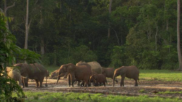 Africa, la más salvaje. - Congo: El corazón indómito