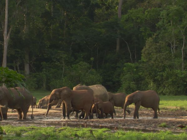 Africa, la más salvaje. - Congo: El corazón indómito