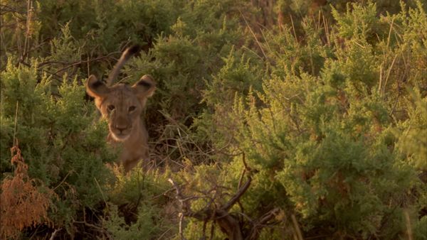 Africa, la más salvaje. - Lago Turkana: La tierra del cocodrilo
