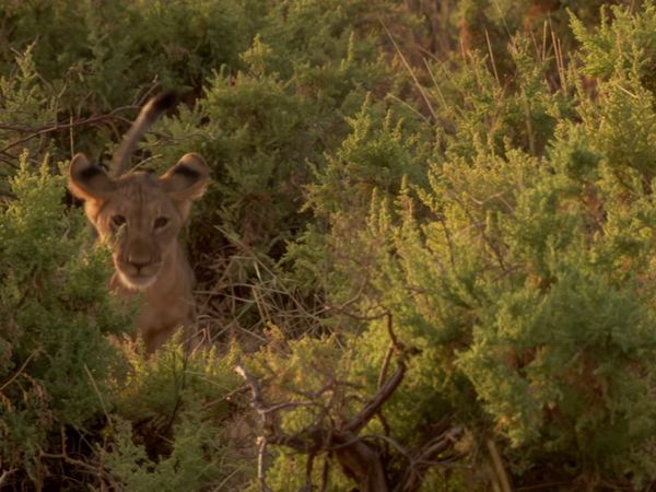 Africa, la más salvaje. - Lago Turkana: La tierra del cocodrilo