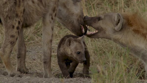 Animal Social Networks - Friendship