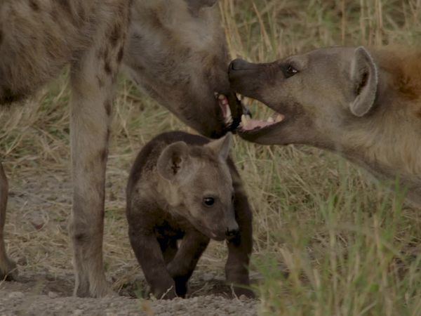 Animal Social Networks - Friendship