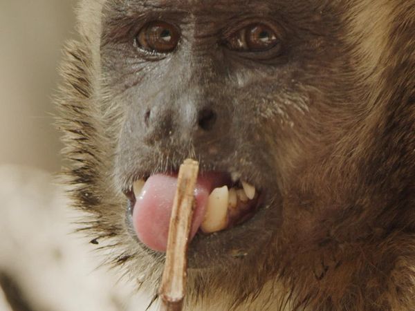 Animal Social Networks - The Family