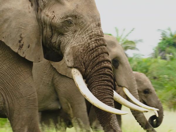 Animal Social Networks - Personality