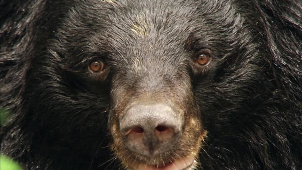 Destination Wild: Indochina's Wild Heart - Episode 1