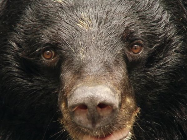 Destination Wild: Indochina's Wild Heart - Episode 1