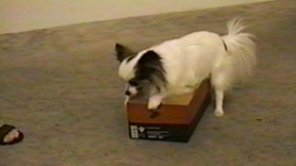 Funniest Pets & People - Chore time
