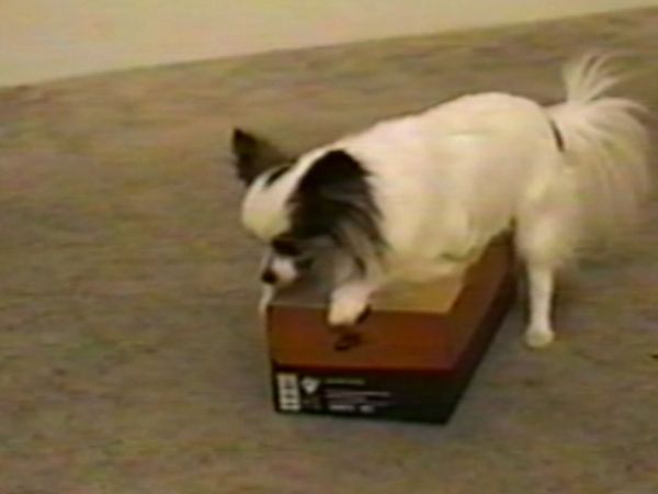 Funniest Pets & People - Chore time