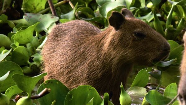 Destination Wild: Wild Argentina - Water Kingdoms