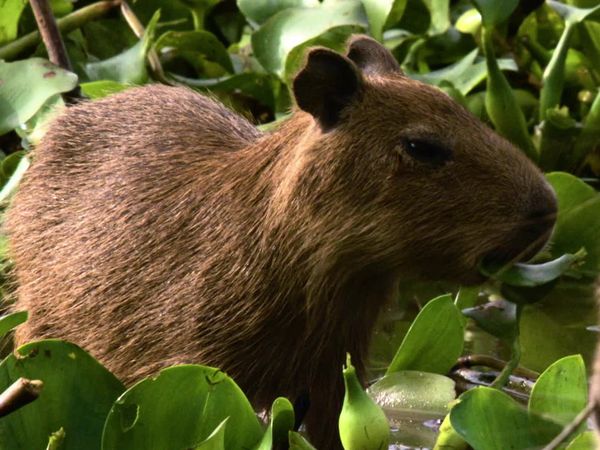 Destination Wild: Wild Argentina - Water Kingdoms