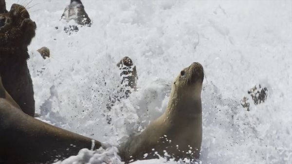 Destination Wild: Wild Argentina - The Killer Coast