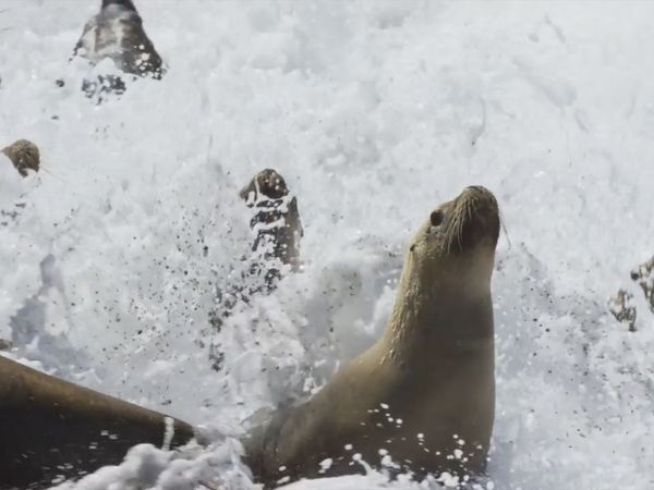 Destination Wild: Wild Argentina - The Killer Coast