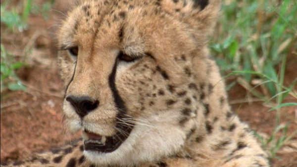 Race of Life - The Big Cats