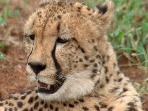 Race of Life - The Big Cats