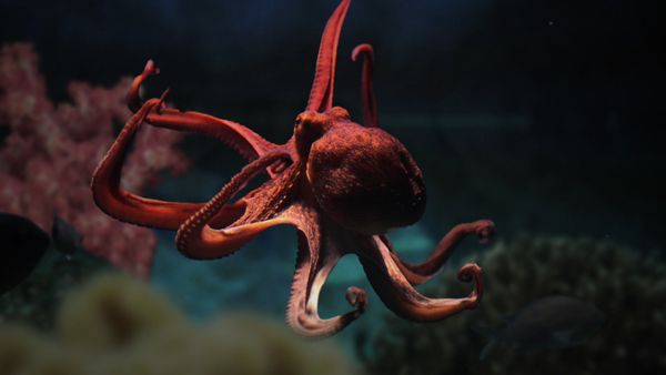 Race of Life - Underwater Prey's Defenses