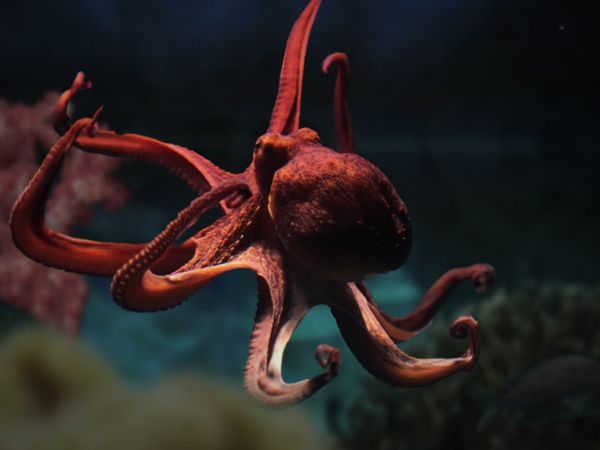 Race of Life - Underwater Prey's Defenses
