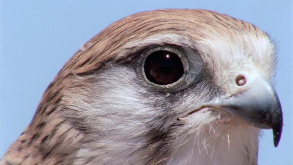 Race of Life - The Early Bird (Catches the Worm)