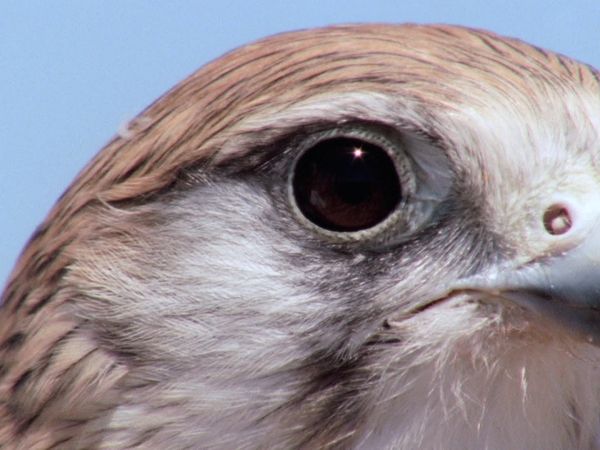 Race of Life - The Early Bird (Catches the Worm)