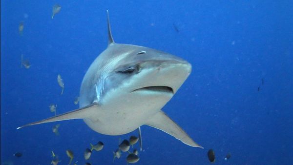 Race of Life - Underwater Predators