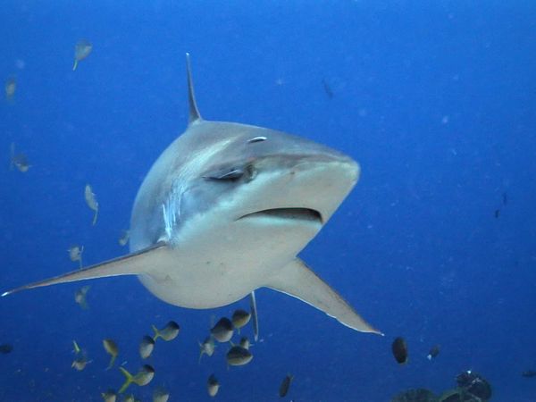 Race of Life - Underwater Predators